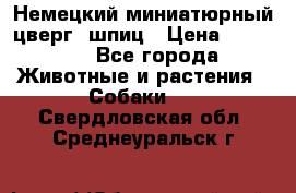 Немецкий миниатюрный(цверг) шпиц › Цена ­ 50 000 - Все города Животные и растения » Собаки   . Свердловская обл.,Среднеуральск г.